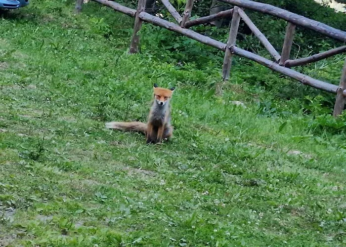 Villa донука Panichishte